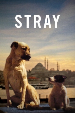 Watch Free Stray Full Movies HD Online MyFlixer